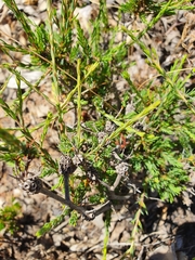 Melaleuca purpurea
