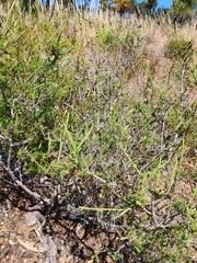 Melaleuca purpurea