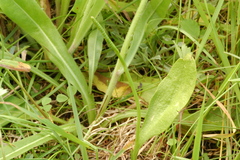 Ophioglossum pusillum