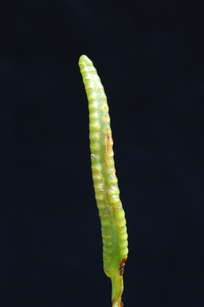 northern adder's-tongue