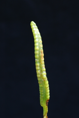 Image of Ophioglossum pusillum by (c) Timothy McNitt, some rights reserved (CC BY)