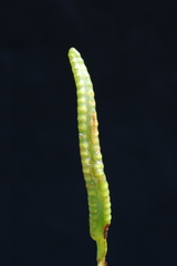 Ophioglossum pusillum