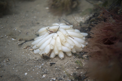 Sepioteuthis australis