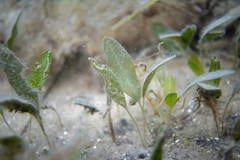 Halophila australis