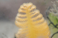 Sarcoptilus shaneparkeri