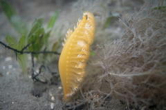 Sarcoptilus shaneparkeri