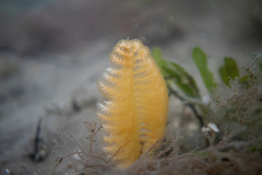 Sarcoptilus shaneparkeri