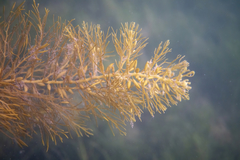 Caulocystis cephalornithos