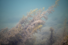 Caulocystis cephalornithos