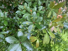 Machilus obovatifolia