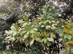 Machilus obovatifolia