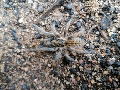 Harpactirella lightfooti