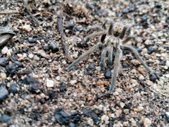 Harpactirella lightfooti