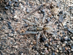 Harpactirella lightfooti