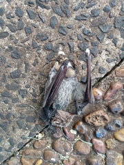 Lasiurus cinereus villosissimus