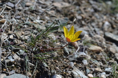 Anemone biflora gortschakowii