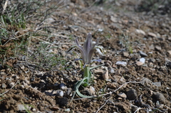 Iris subdecolorata