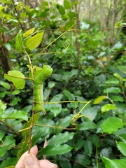 Gnathothlibus australiensis