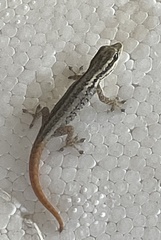 Lygodactylus tsavoensis