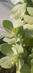 Calotropis procera