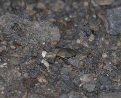 Coleotichus artensis