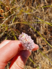 Ptilotus drummondii
