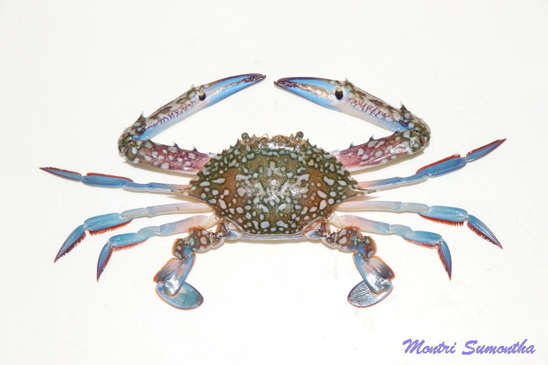Portunus reticulatus