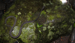 Xenodermus javanicus