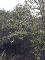Pyrus bourgaeana
