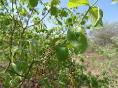 Combretum elaeagnoides