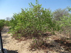 Combretum elaeagnoides
