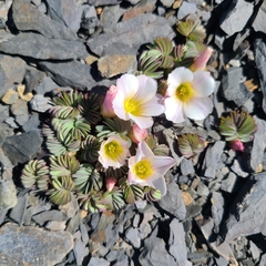 Palmatifoliae