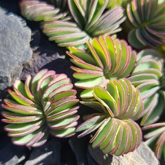 Palmatifoliae