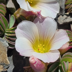 Palmatifoliae