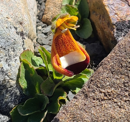 Calceolariaceae