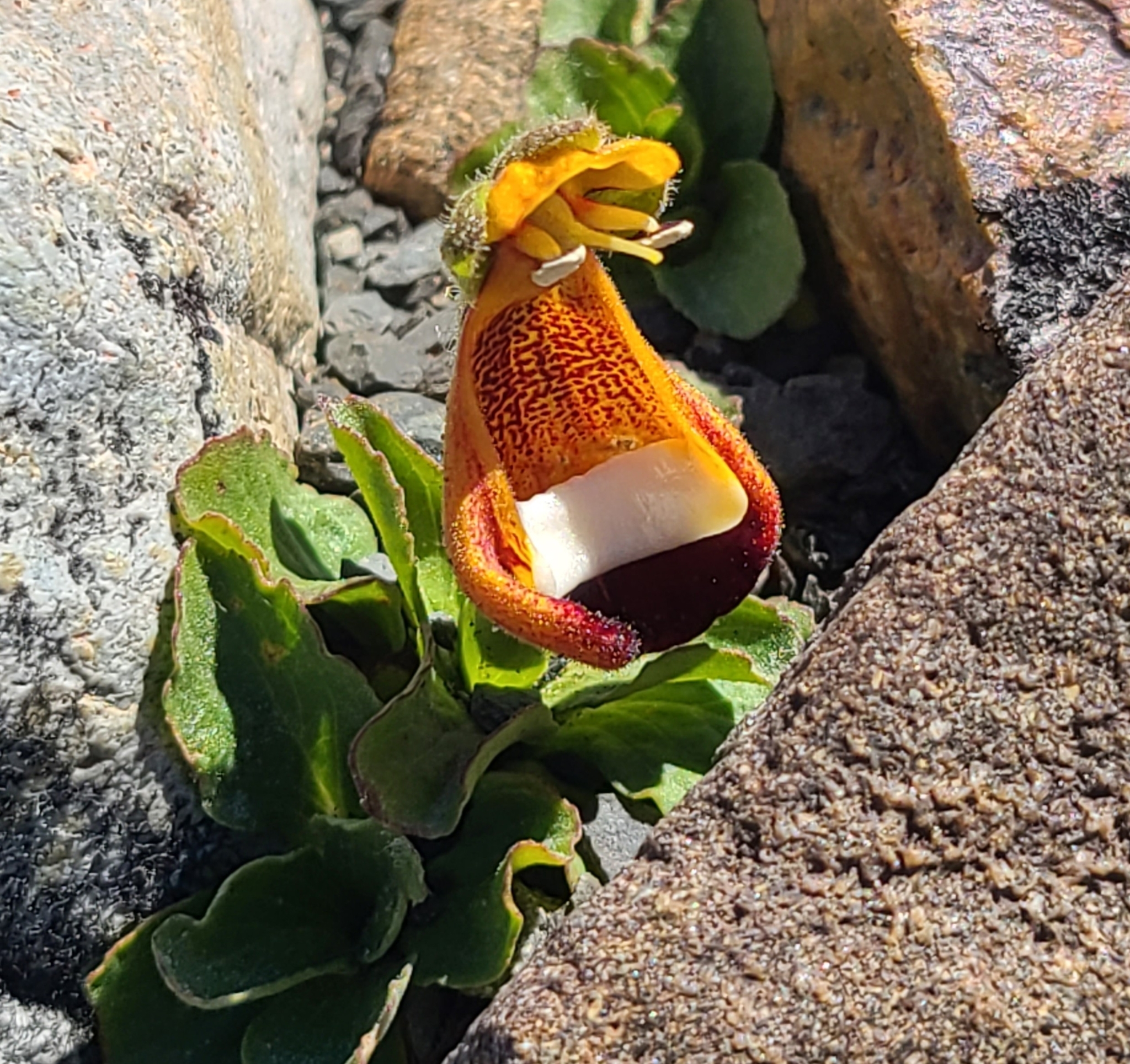 Calceolariaceae