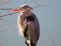 Ardea cinerea