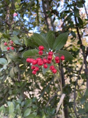Heteromeles arbutifolia
