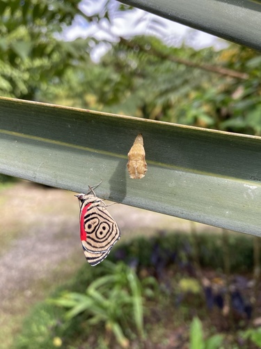 Widespread Eighty-eight