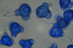 Stephanoma tetracoccum