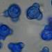 Stephanoma tetracoccum - Photo (c) Enrico Tomschke, algunos derechos reservados (CC BY), subido por Enrico Tomschke