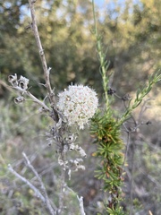 Eriogonum fasciculatum