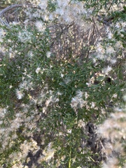 Baccharis pilularis