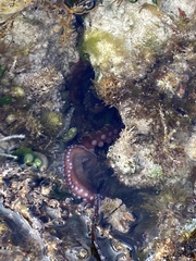 Octopus djinda