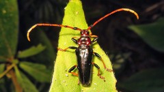 Andraegoidus rufipes