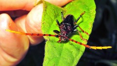 Andraegoidus rufipes