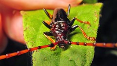 Andraegoidus rufipes