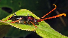 Andraegoidus rufipes