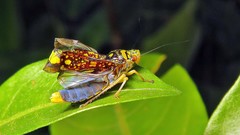 Aulacizes conspersa