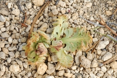 Botrychium pumicola